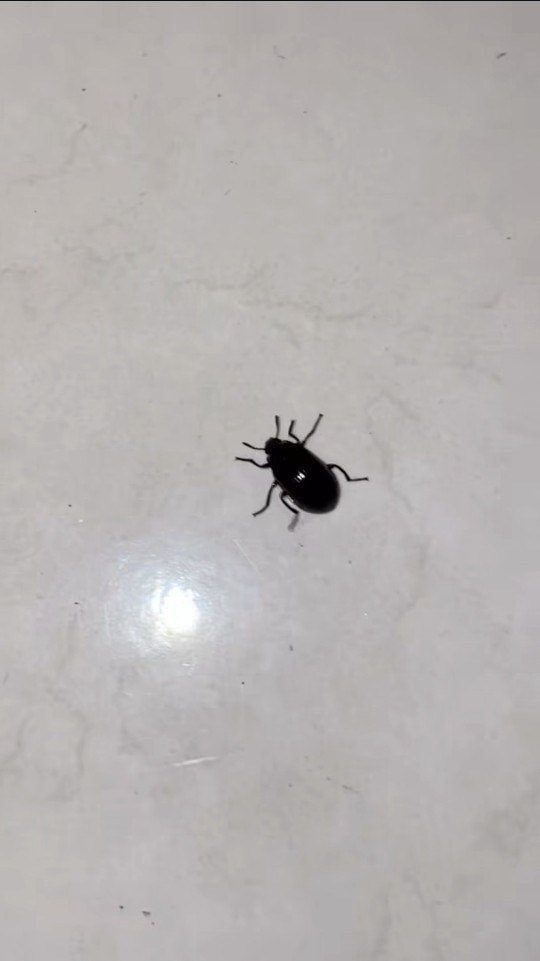 Böcekleri seviyor musunuz?