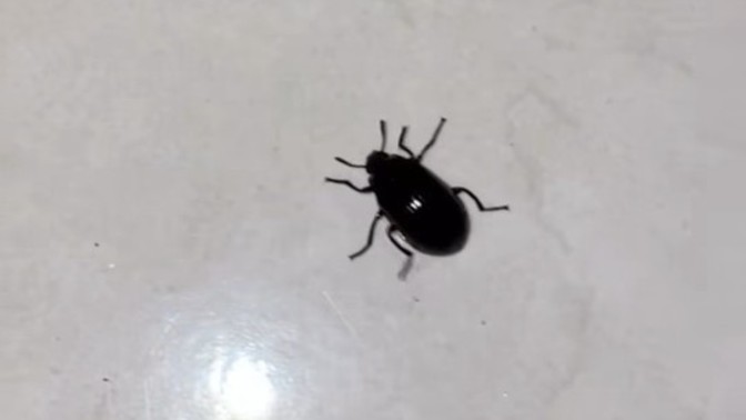 Böcekleri seviyor musunuz?