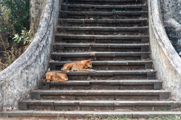 Esenyurtta başıboş sokak köpekleri toplanırken iki kadın sinir krizi gerçirdi! Ne düşünüyorsunuz?