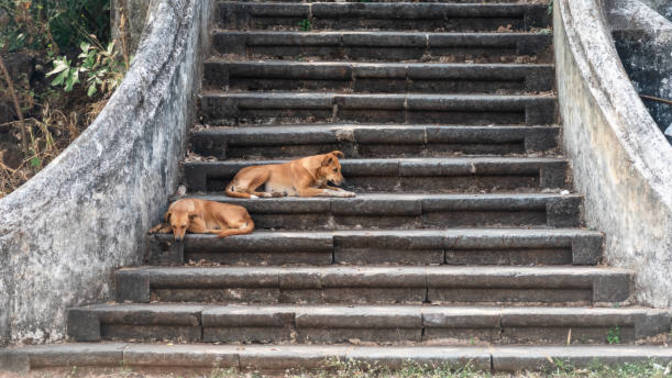 Esenyurt'ta başıboş sokak köpekleri toplanırken iki kadın sinir krizi gerçirdi! Ne düşünüyorsunuz?