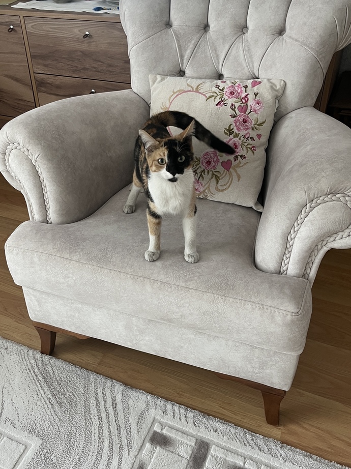Kargo için kapıyı açtım, eve kedi girdi. Nasıl çıkar evden?