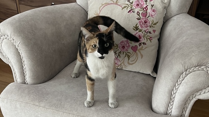 Kargo için kapıyı açtım, eve kedi girdi. Nasıl çıkar evden?