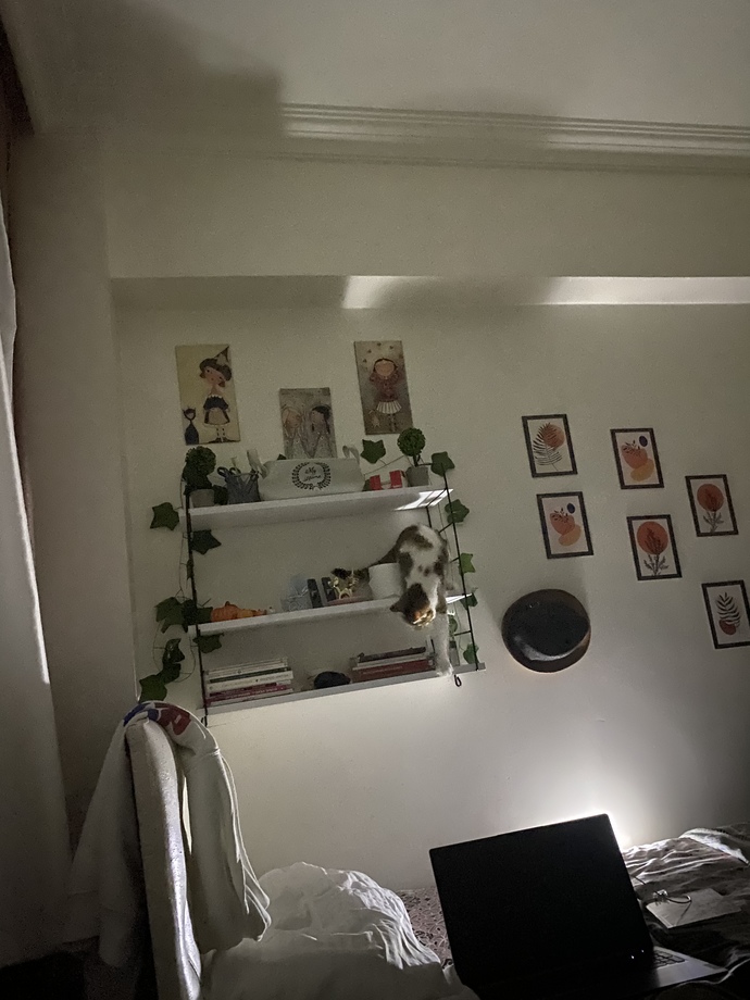 Yeni aldığım kedi biblom nasıl?