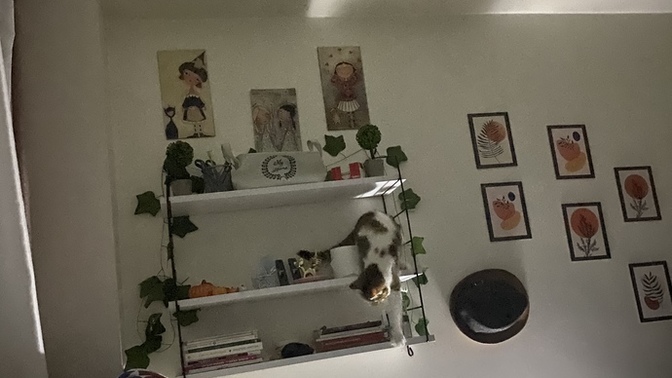 Yeni aldığım kedi biblom nasıl?