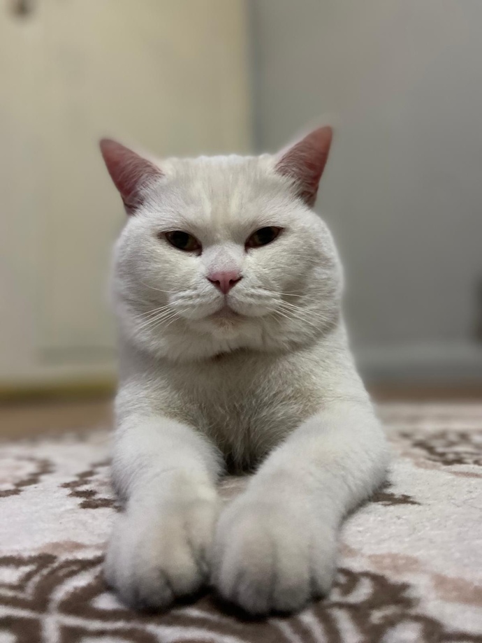 Şişko yanaklı olmak sizce tatlı mı çirkin mi?