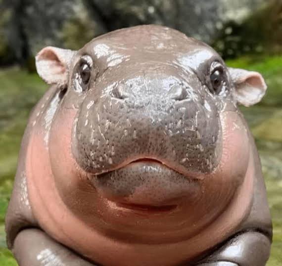 Oyy sız bunu yiyin yaaa çok tatlı yaa 🤣😂😂?