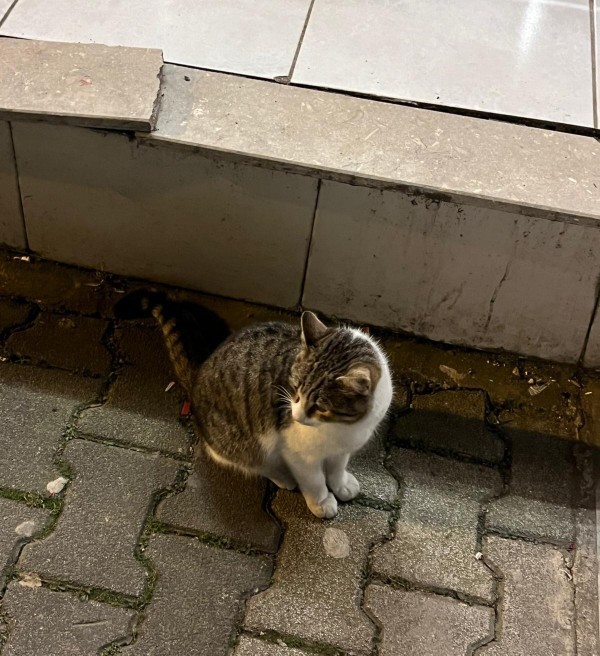 Şu minnoşluğa bakar mısınız ben bunu nasıl mıncırmıyım şimdi 🥺 😻😽?