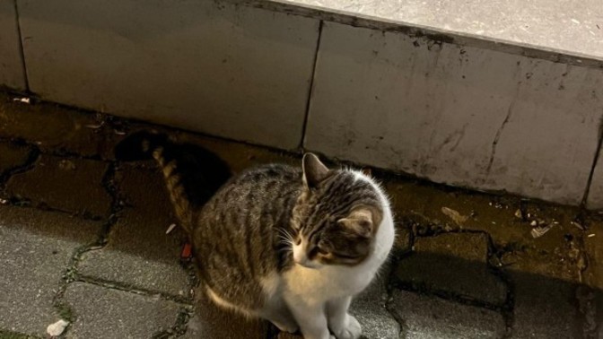 Şu minnoşluğa bakar mısınız ben bunu nasıl mıncırmıyım şimdi 🥺 😻😽?