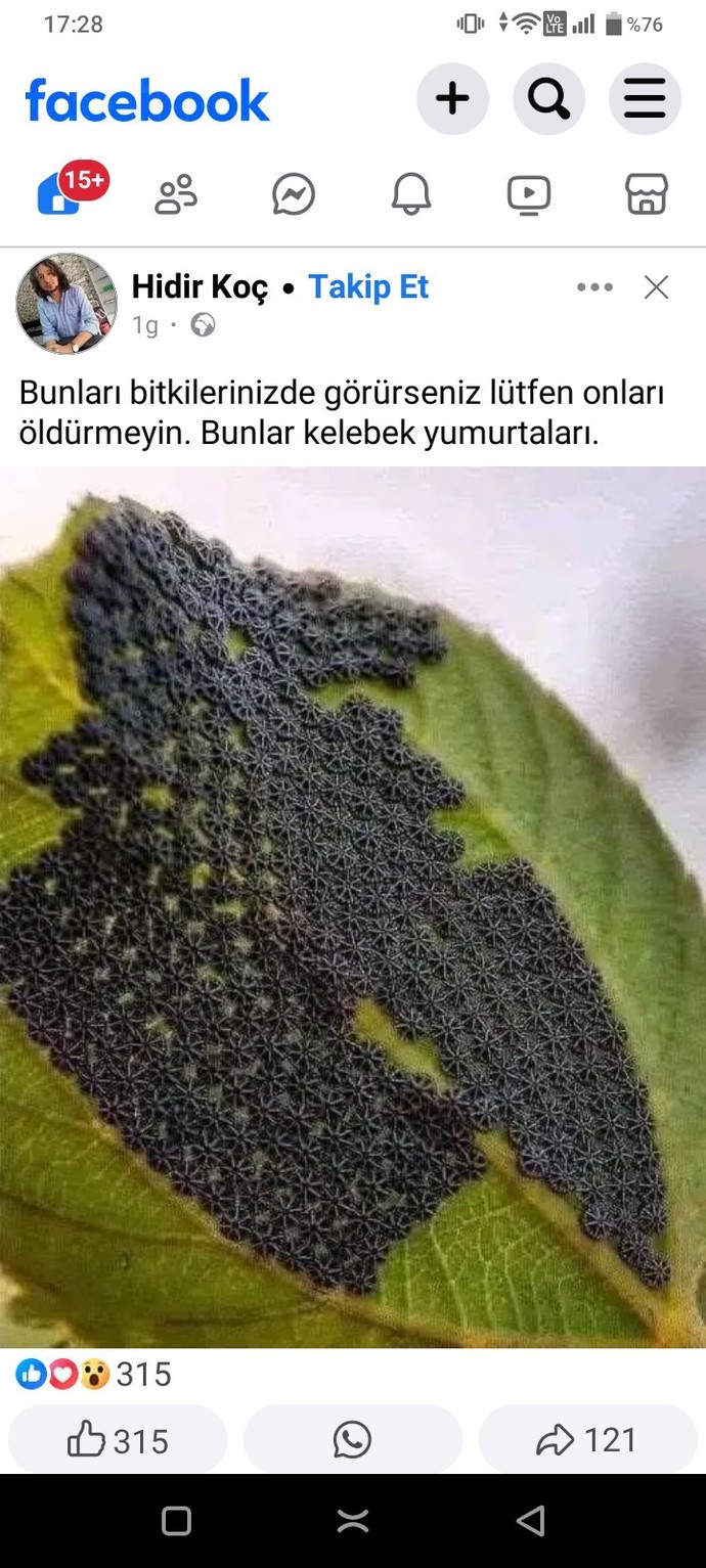 Kelebek yumurtası görmüş muydunuz?