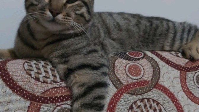 Kaptanım melek oldu sokaktaki hayvanlara daha çok bakmaya çalışıyorum normal mi sizce?