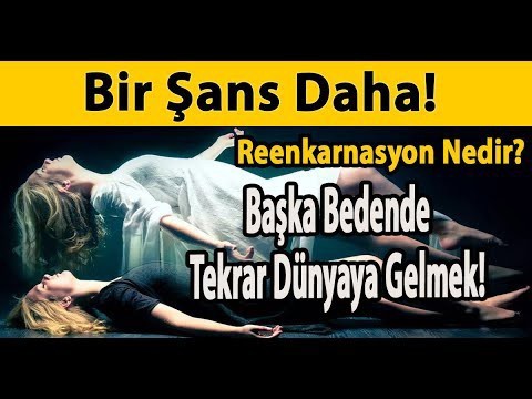 Dünyaya gelmenin bir şansı daha olsa hangi canlı olarak gelmeyi tercih edersiniz?