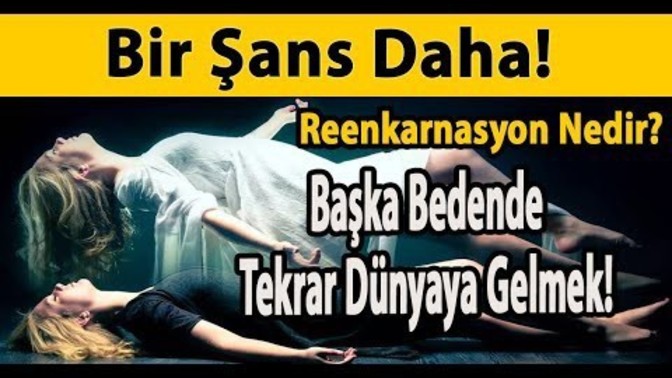 Dünyaya gelmenin bir şansı daha olsa hangi canlı olarak gelmeyi tercih edersiniz?