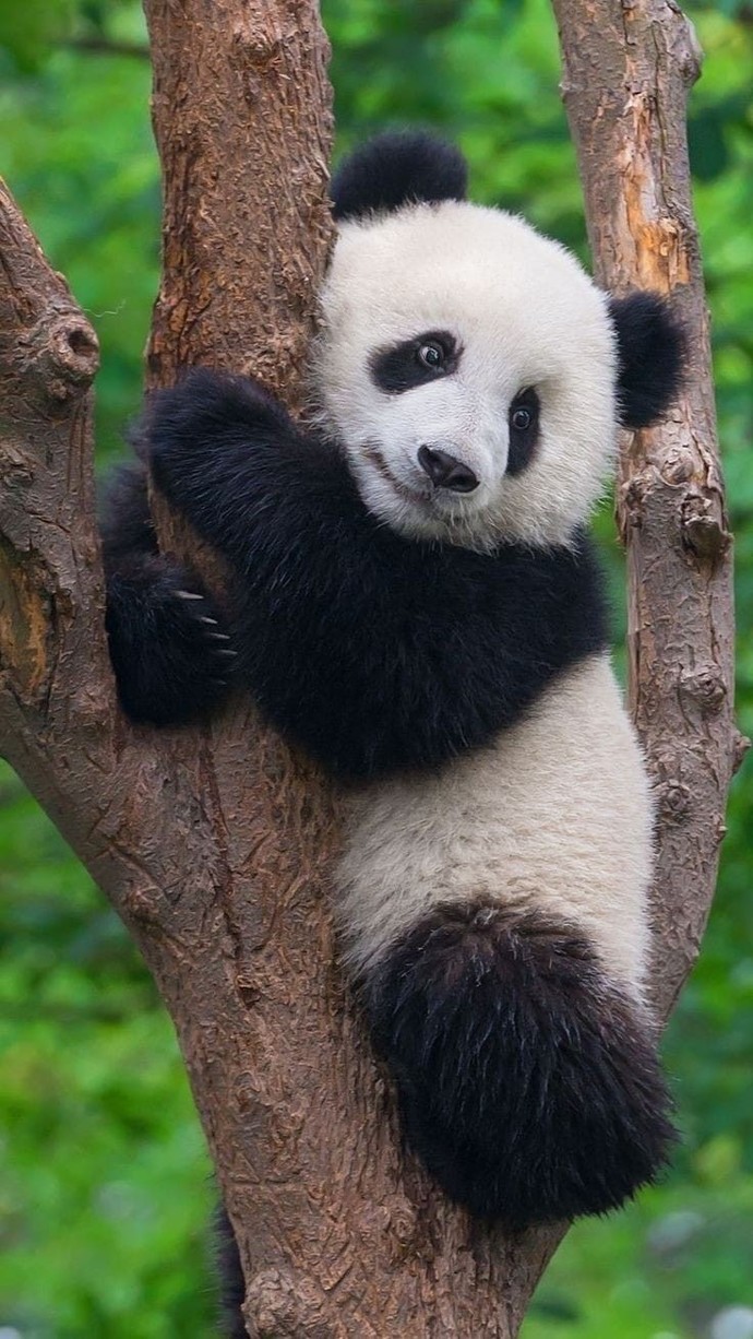 Panda 🐼
