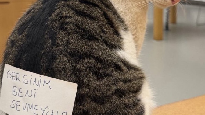 Kalbi sakinleştiren, ruha iyi gelen üç cümle 📌 ?