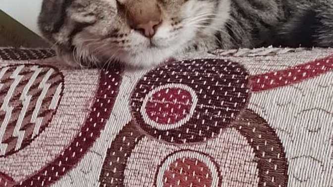 Kedileri her zaman sever onlara değer verir misin?