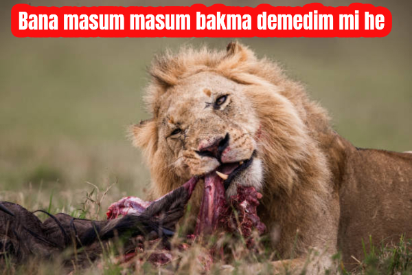 Yeni bir dil öğrenmenin en kolay yolu nedir?