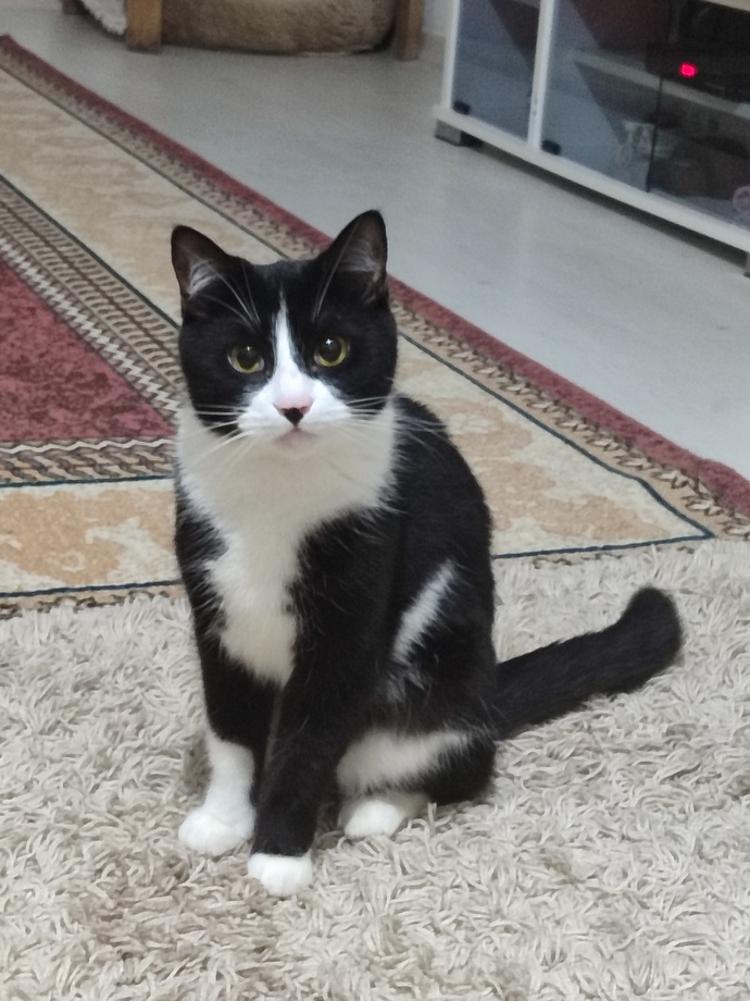 Kedim çok tatlı değil mi?