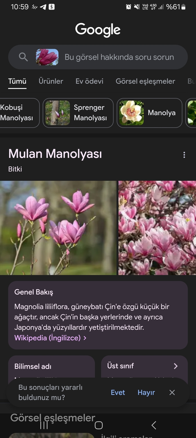 Bu çiçeğin ismi nedir?
