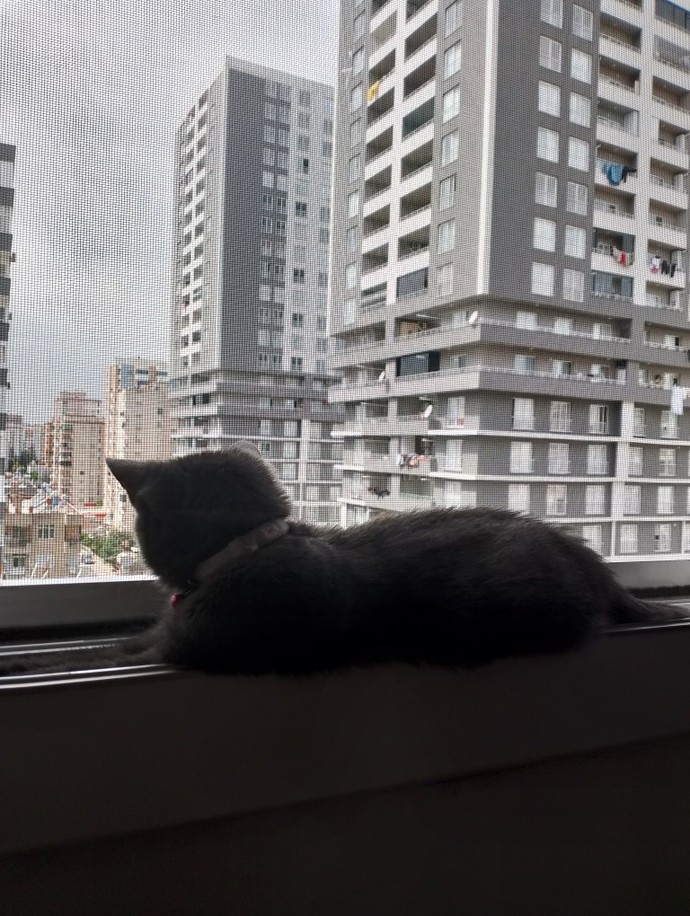 Kedim burada oturmayı uyumayı çok seviyor rahat etmesi icin ne yapabilirim?