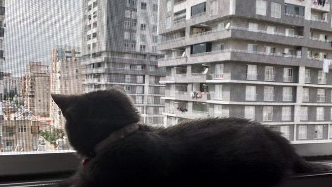 Kedim burada oturmayı uyumayı çok seviyor rahat etmesi icin ne yapabilirim?