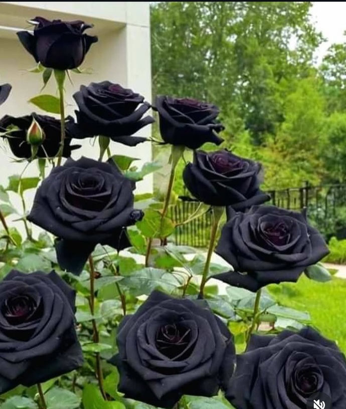 Yüzünüz de hep güller açsın 🌹