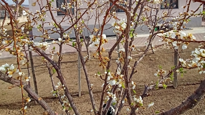 Bahçe ve ev nasıl görünüyor sizce?