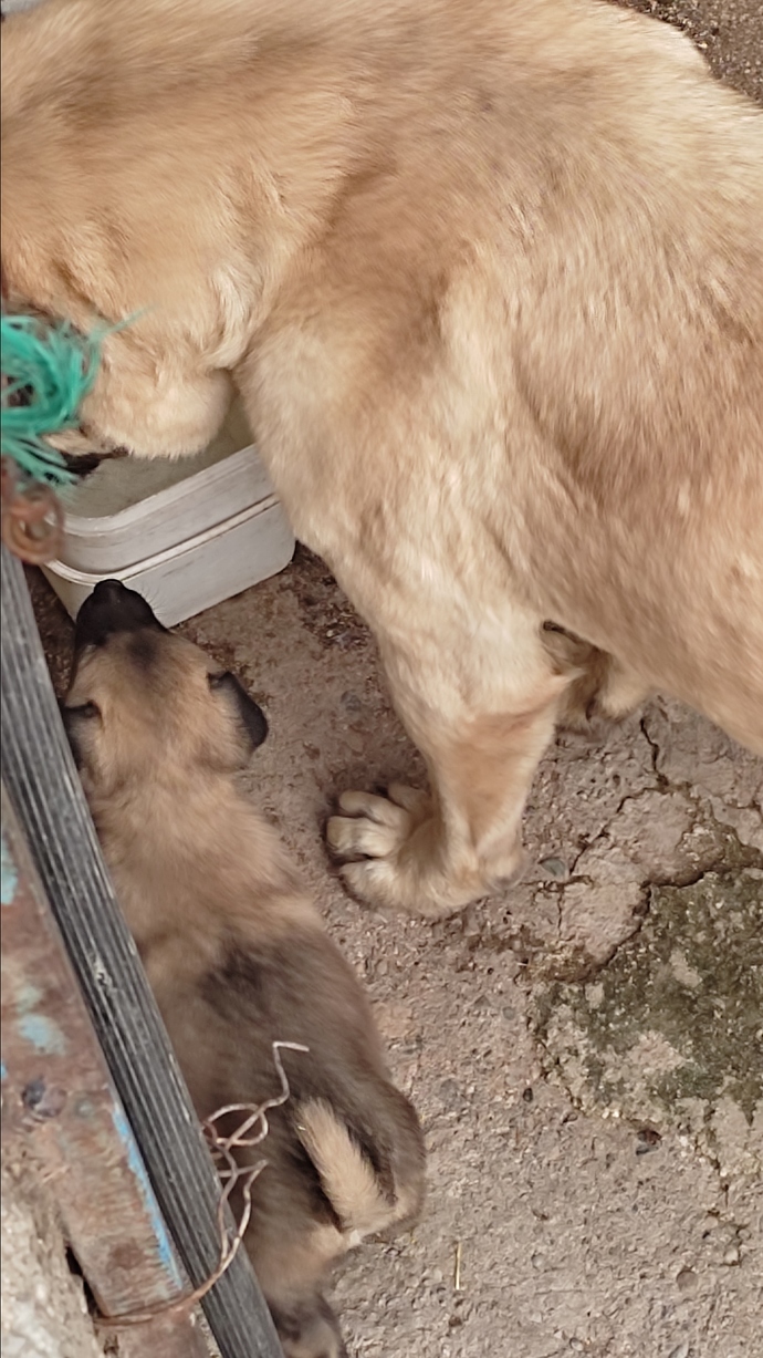 Minnoşların tatlılığına bakar mısınız🥺?