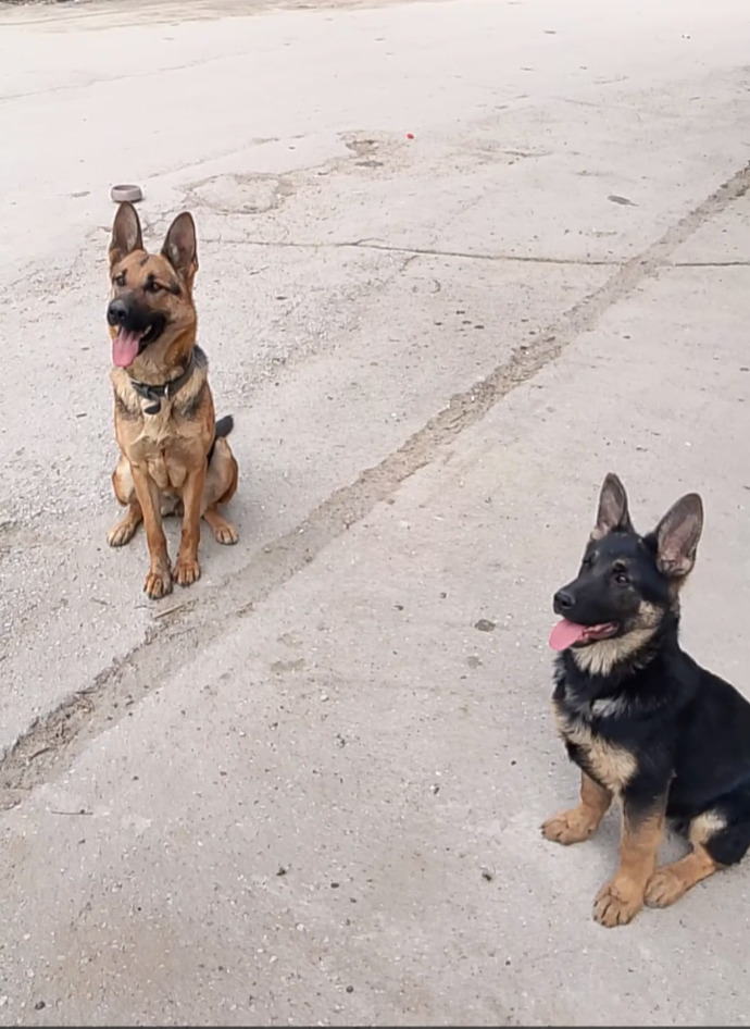 Bunlarda benim oradakiler Alman 🐕🦺
