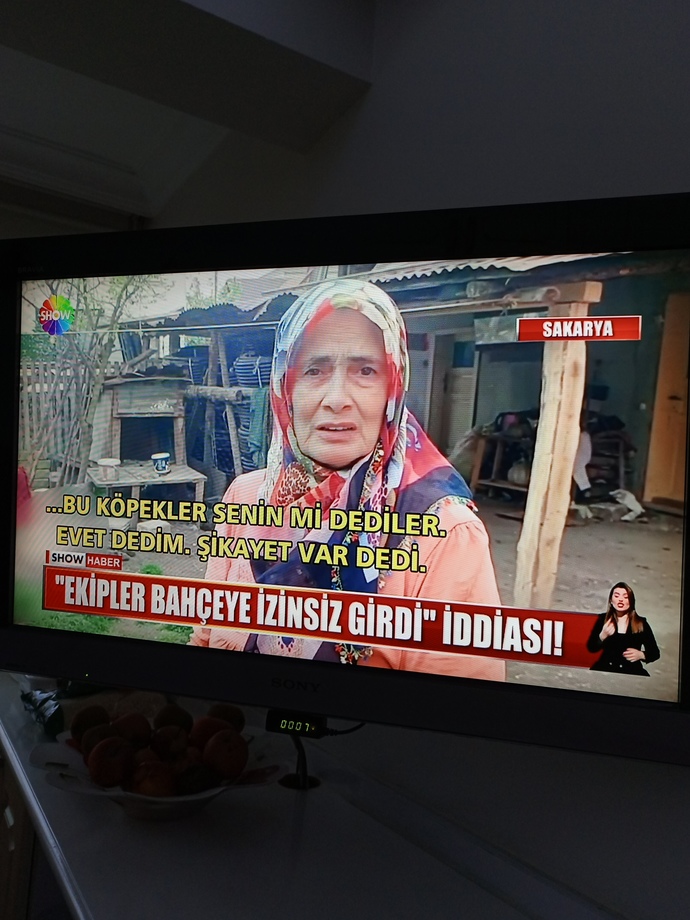 Belediye sorunu niye bitmiyor suçlular serbest geziyor hayvanlara taktılar?