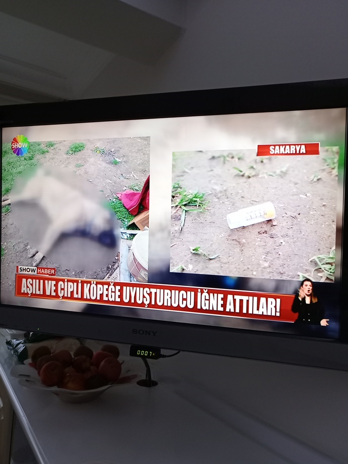 Belediye sorunu niye bitmiyor suçlular serbest geziyor hayvanlara taktılar?