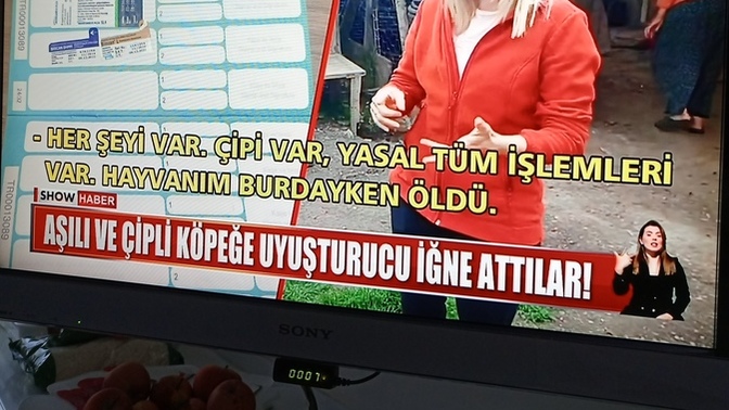 Belediye sorunu niye bitmiyor suçlular serbest geziyor hayvanlara taktılar?