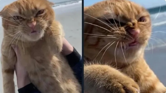 Kediler 🐈
