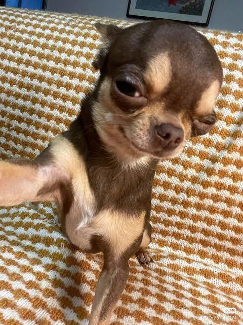 Köpekler 🐕🦺