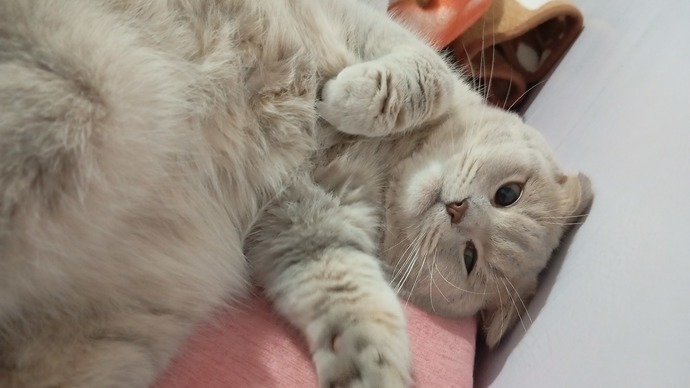 Kediler mi, daha şirin köpekler mi?
