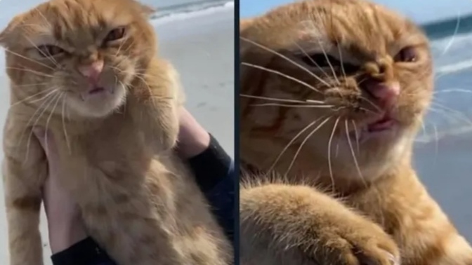 Kediler mi, daha şirin köpekler mi?