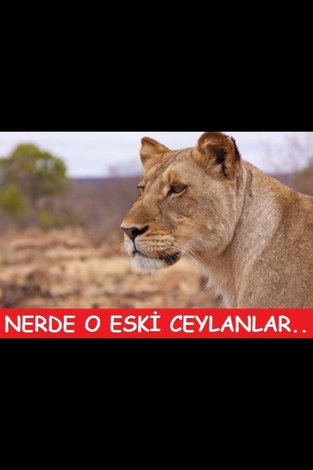 Bunu tek başıma yesem ölür müyüm?