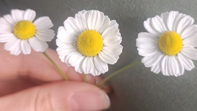 3lü papatyanın meağli nedir üyeler 😅?