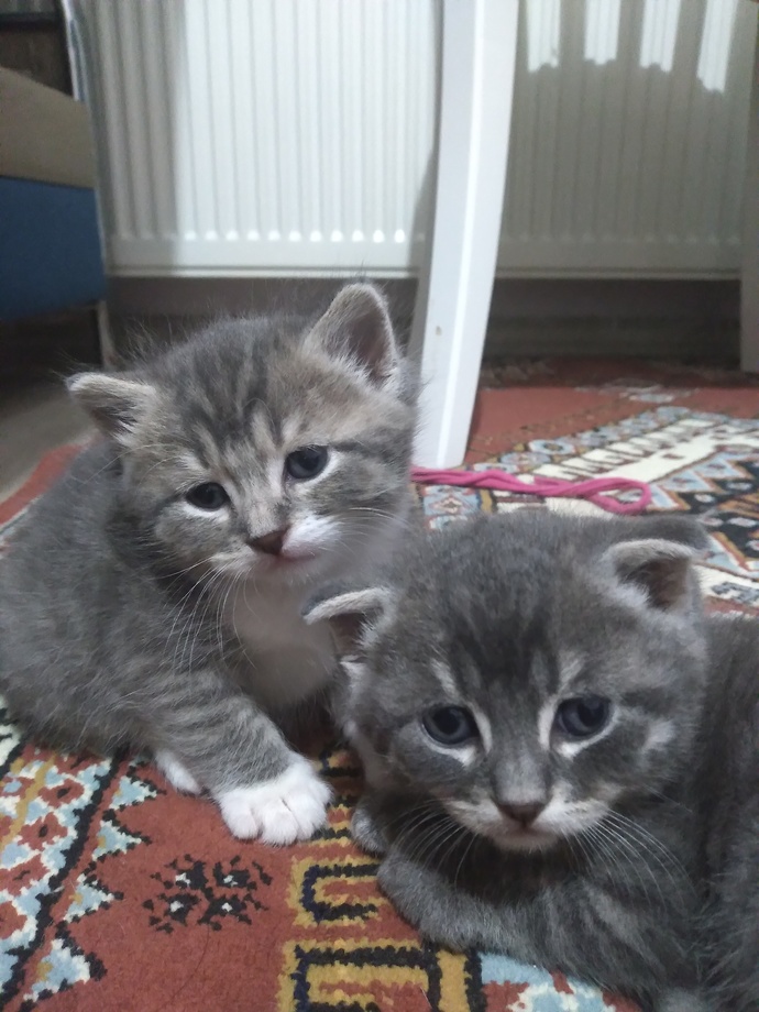 Bayram şekerlerim nasıl?
