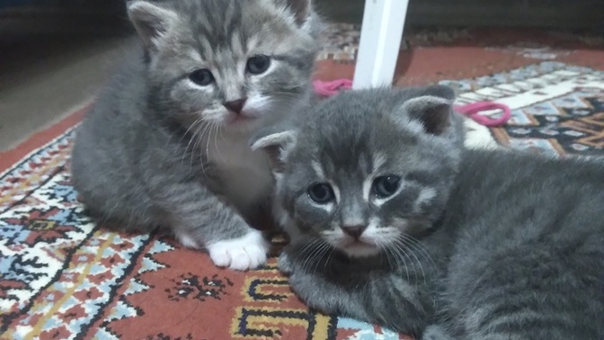 Bayram şekerlerim nasıl?