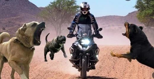 Motorlular her zaman köpek tarafından kovalanır mı?