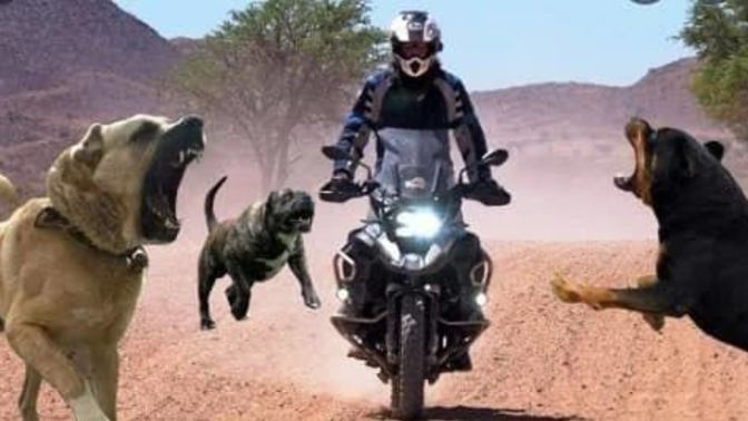 Motorlular her zaman köpek tarafından kovalanır mı?
