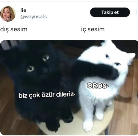 Sen hangi kedi olurdun?