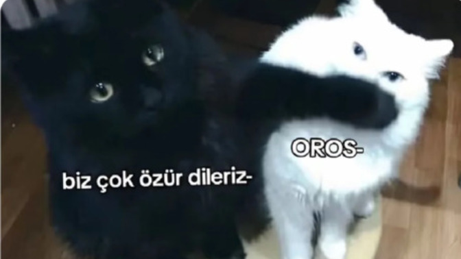 Sen hangi kedi olurdun?