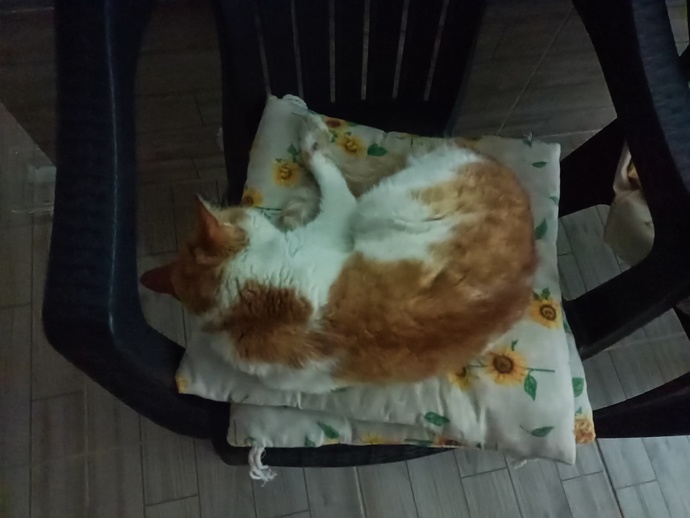 Kedilerle sohbet etmek için deli olmak mı gerekiyor?