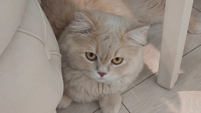 Bu aşk değilde ne?