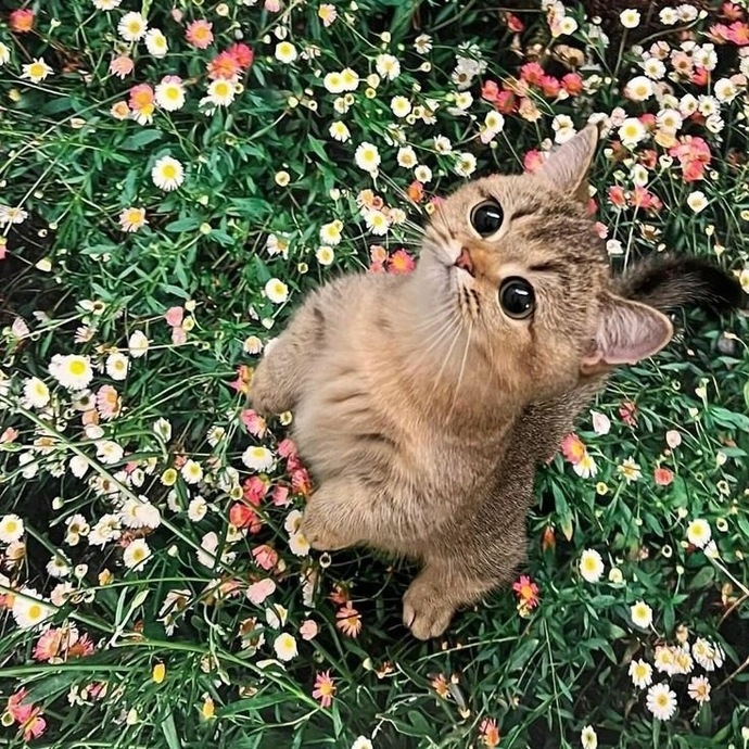 Hayatınıza şu kadar tatlı bir şekilde girsem ne yaparsınız?