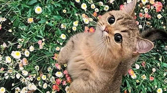 Hayatınıza şu kadar tatlı bir şekilde girsem ne yaparsınız?