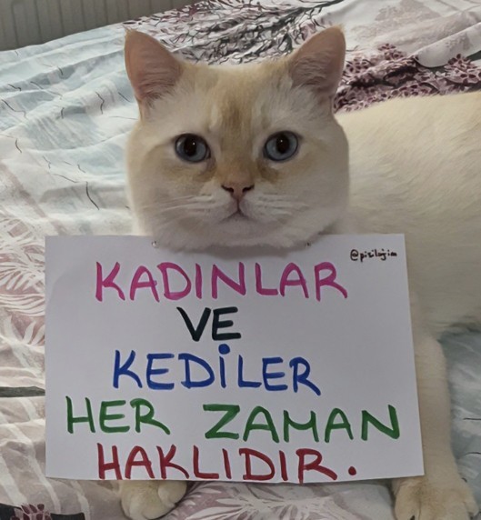 Görsel çok sevimli ama haklı değil mi?