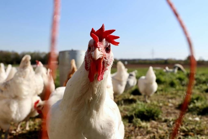 Kocaelide tavuk dönerden 648 kişi zehirlendi! En son ne zaman tavuk döner yediniz?