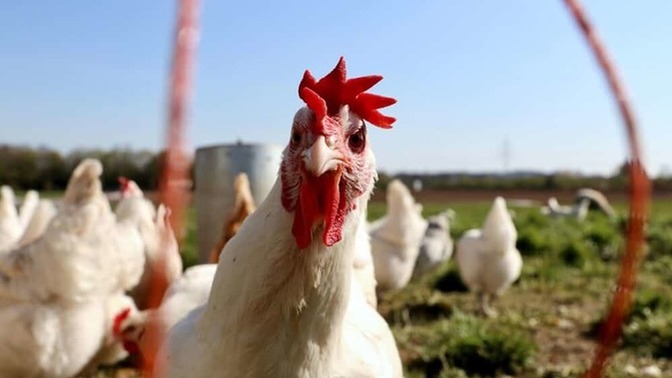 Kocaeli'de tavuk dönerden 648 kişi zehirlendi! En son ne zaman tavuk döner yediniz?